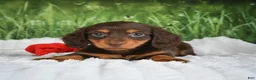 Miniature Dachshund dogs for sale: AKC Daisy - Ad 1