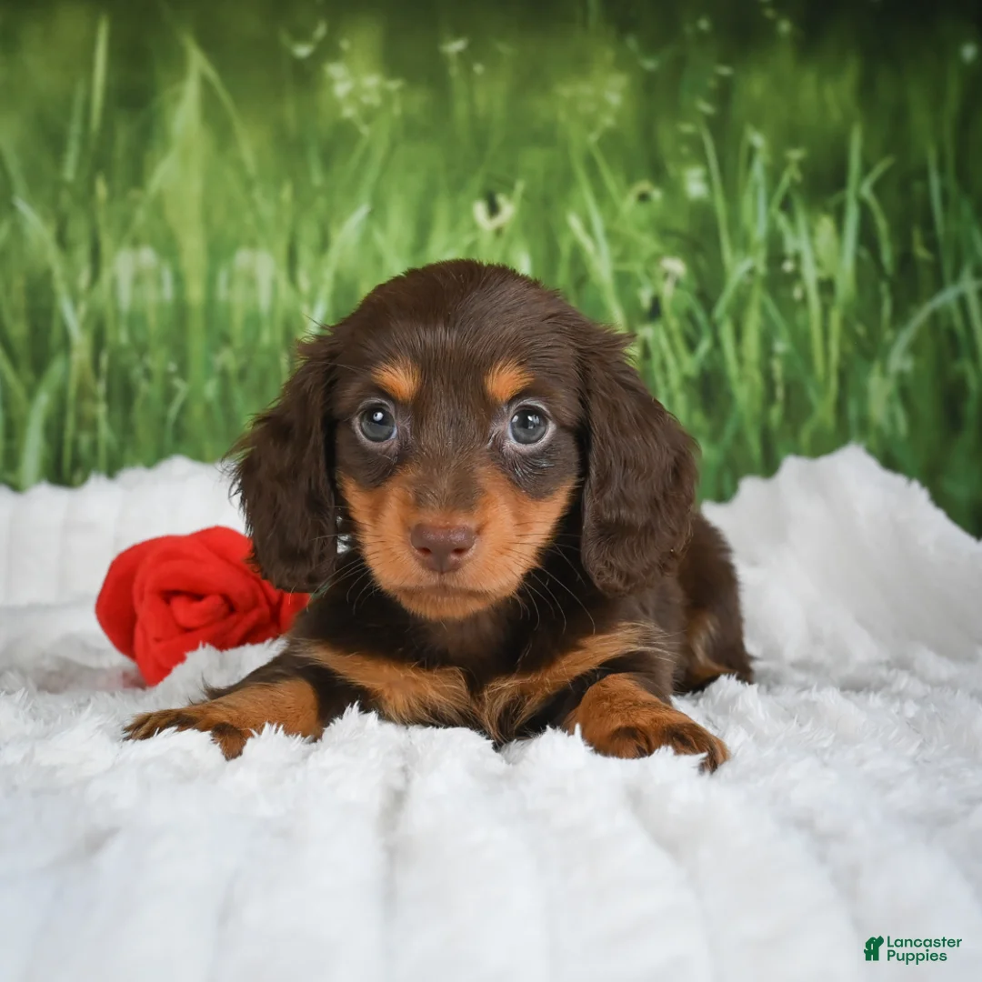 Miniature Dachshund dogs for sale: AKC Daisy - Ad 1