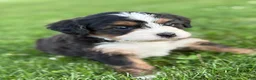 Mini Bernedoodle dogs for sale: Roamer - Ad 10