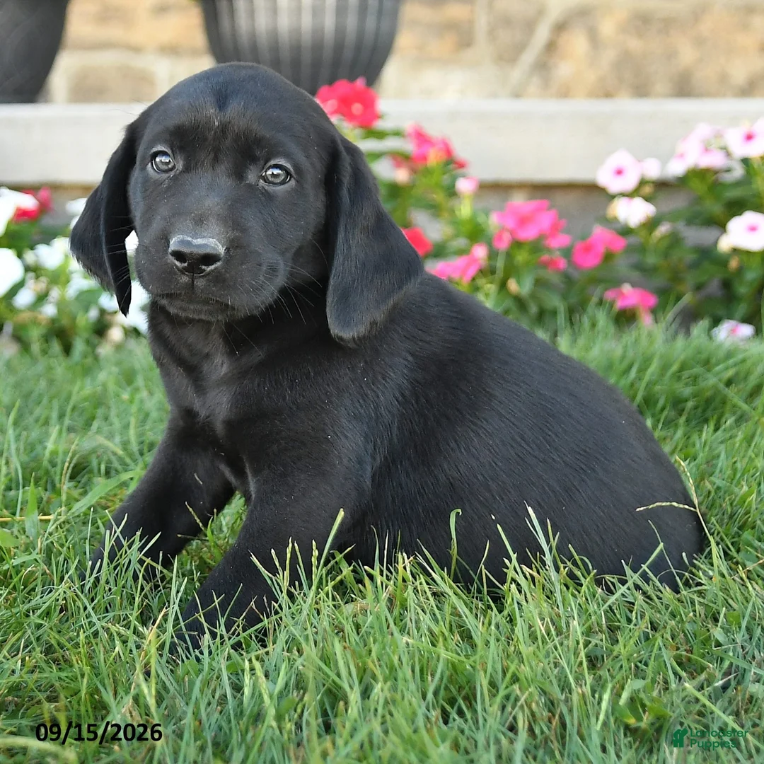 Labrador Retriever dogs for sale: Gauge - Ad 3