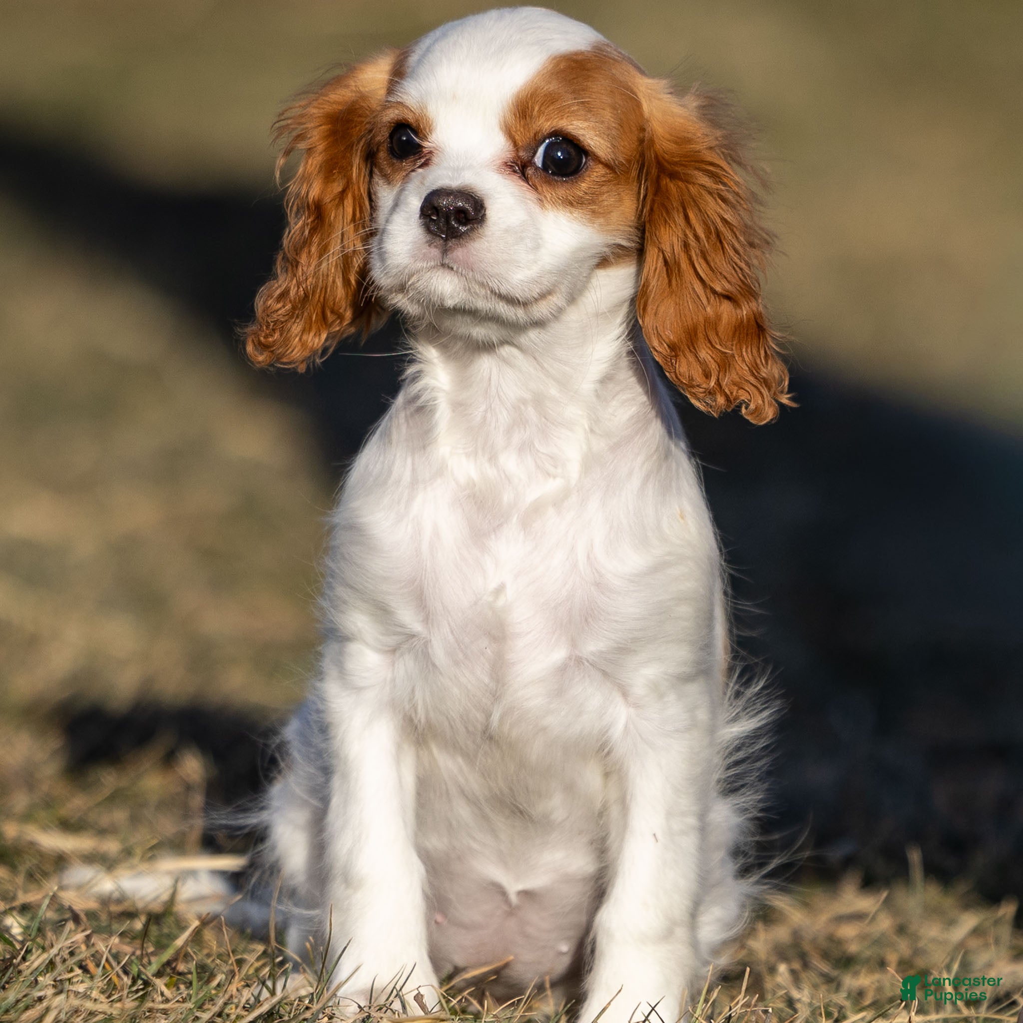 Cavalier King Charles Spaniel dogs Bailey - Ad 34