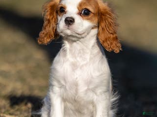 Cavalier King Charles Spaniel dogs Bailey - Ad 34