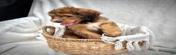 Bernedoodle dogs for sale: Sadie - Ad 9
