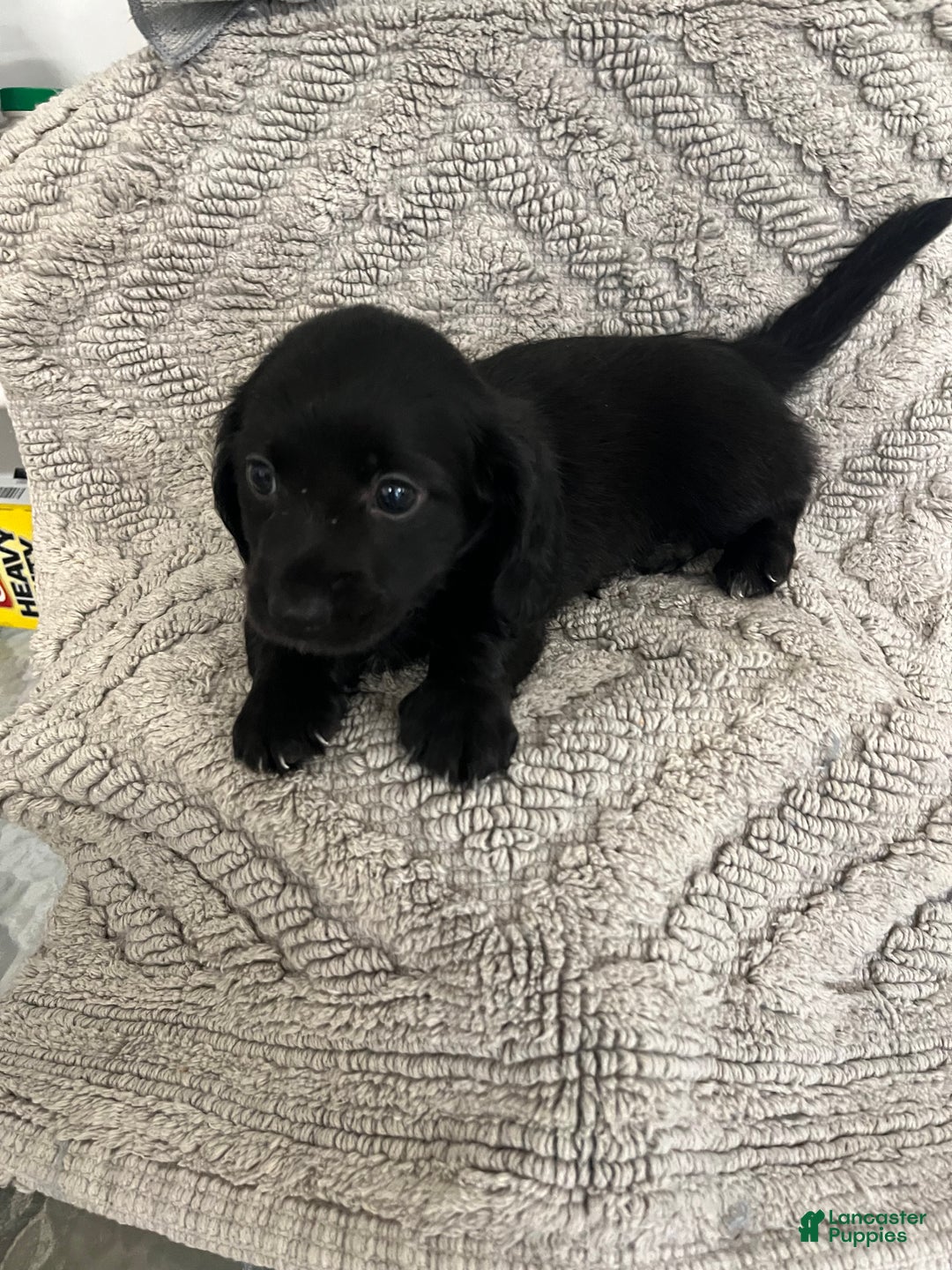 Miniature Dachshund dogs for sale: James - Ad 4