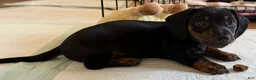 Dachshund dogs for sale: Cash - Ad 5