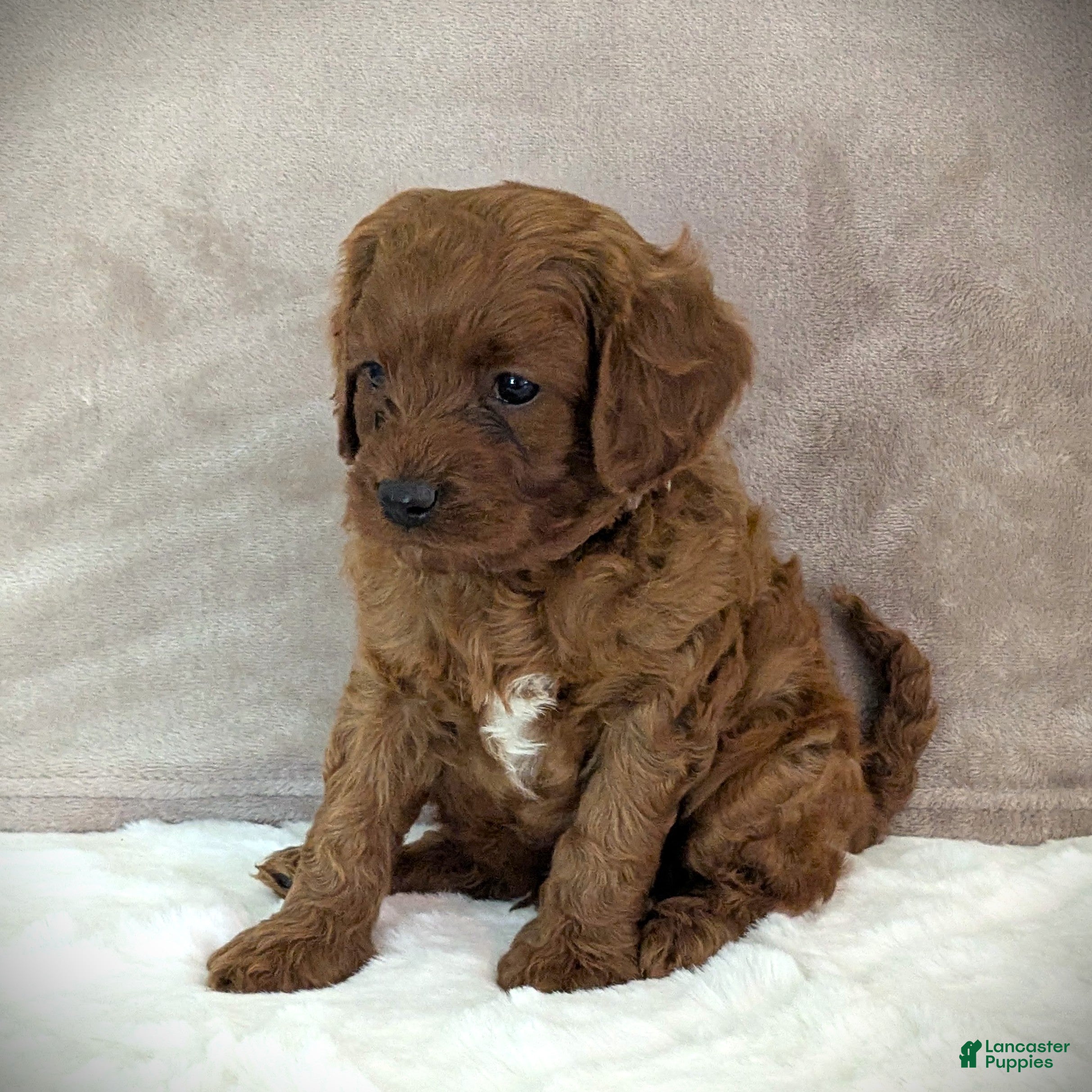 Cavapoo dogs Rusty🩵 - Ad 2