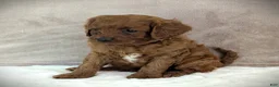 Cavapoo dogs for sale: Rusty - Ad 3