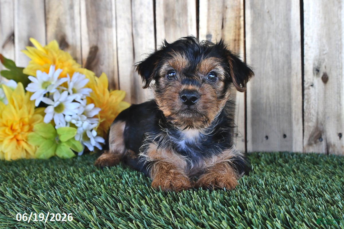 Yorkshire Terrier dogs Bear - Ad 2