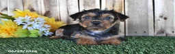 Yorkshire Terrier dogs for sale: Bear - Ad 2