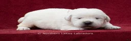 Labrador Retriever dogs for sale: McKenna - Ad 2