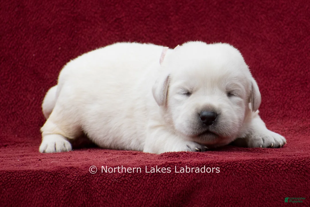 Labrador Retriever dogs for sale: McKenna - Ad 2