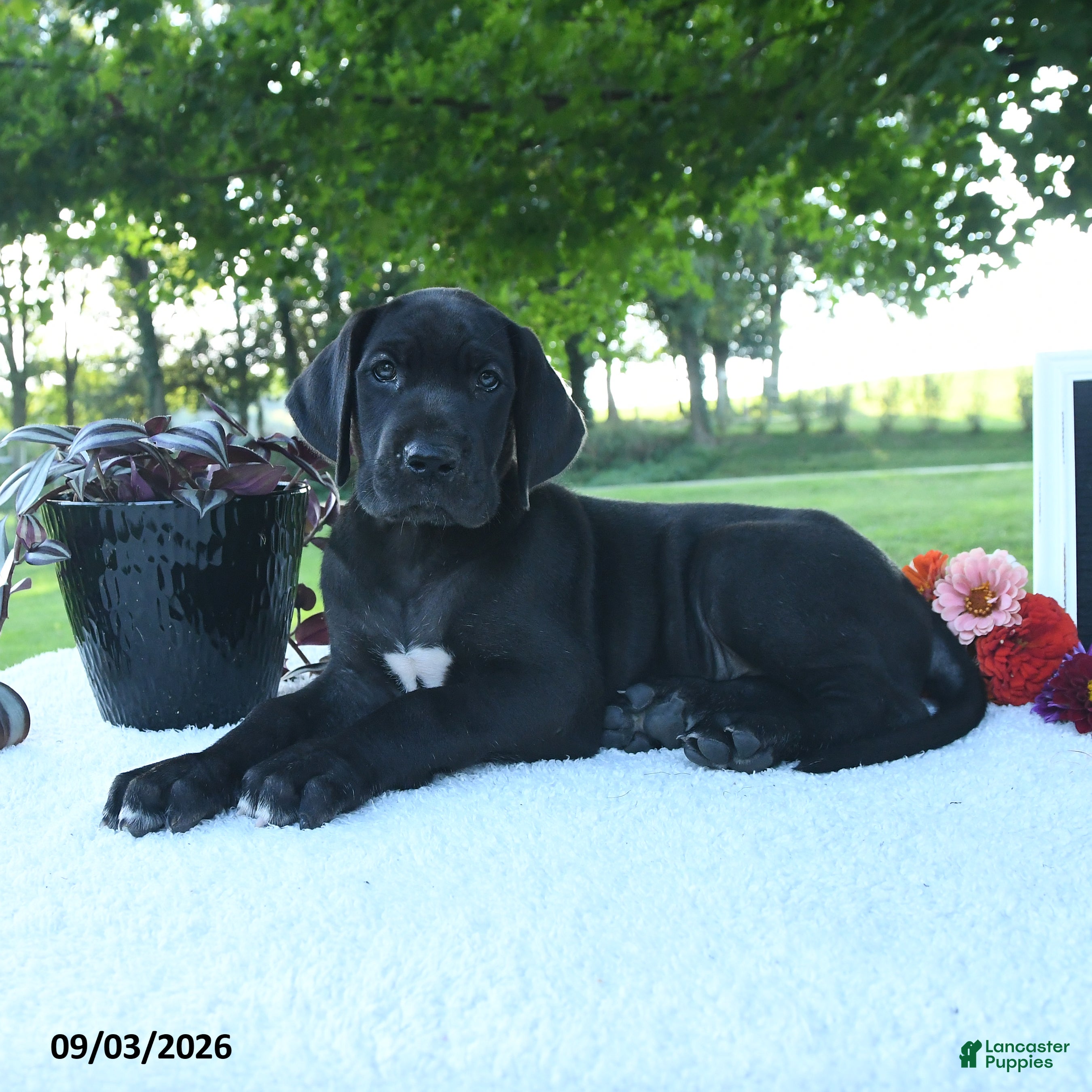 Great Dane dogs Layla - Ad 1