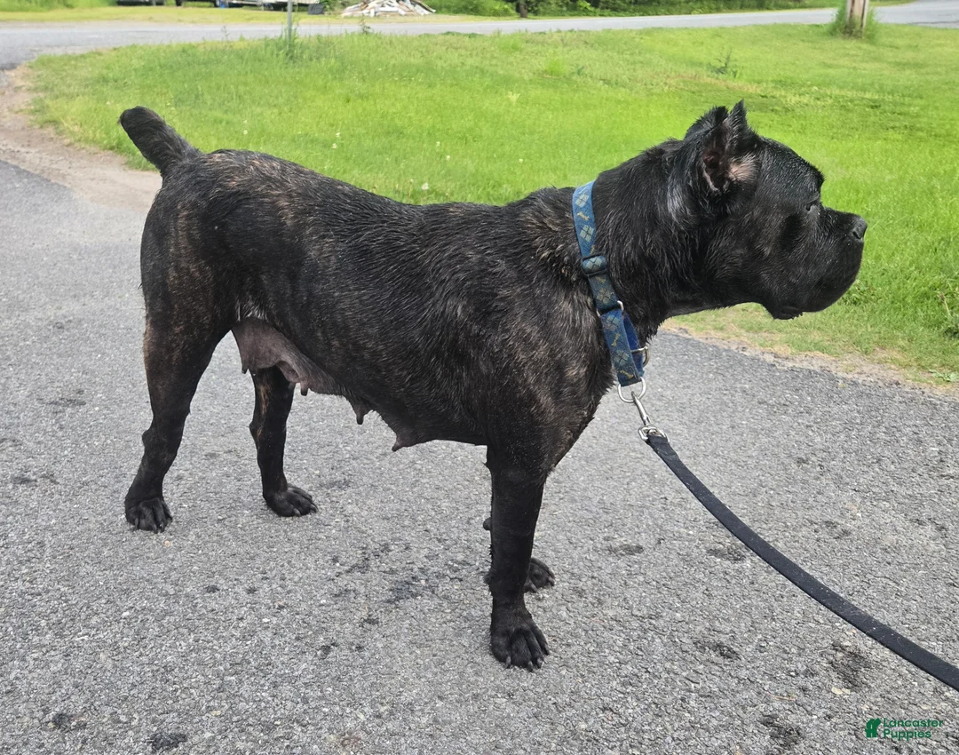 Cane Corso dogs for sale: ICCF Savage  - Ad 8