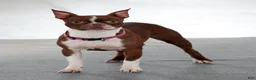 Frenchton dogs for sale: Rambo - Ad 10