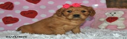 Miniature Golden Retriever dogs for sale: Sugar - Ad 2