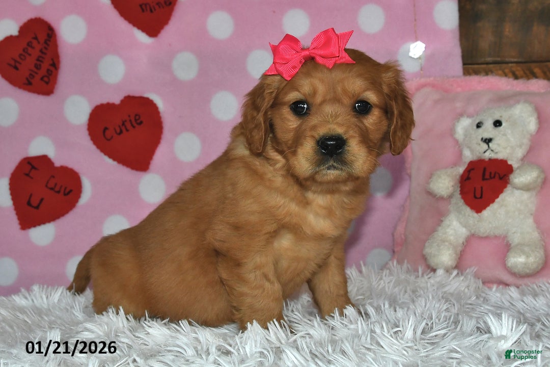 Miniature Golden Retriever dogs for sale: Sugar - Ad 2