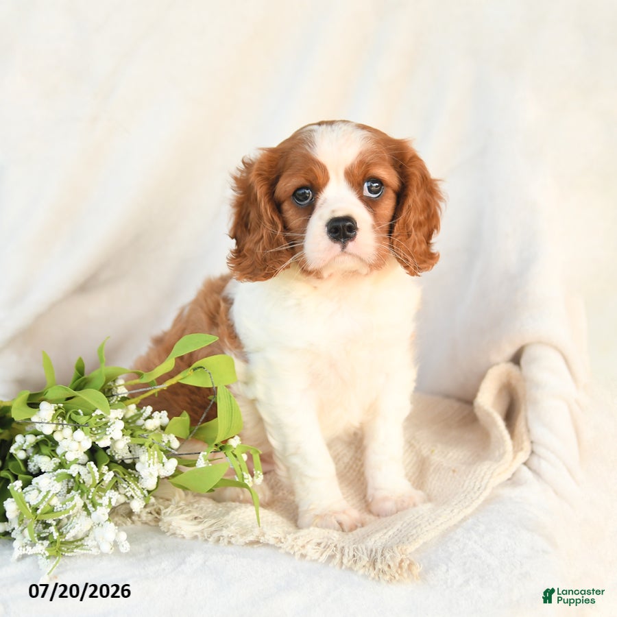 Cavalier King Charles Spaniel dogs Jack  - Ad 1