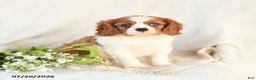 Cavalier King Charles Spaniel dogs for sale: Jack  - Ad 1