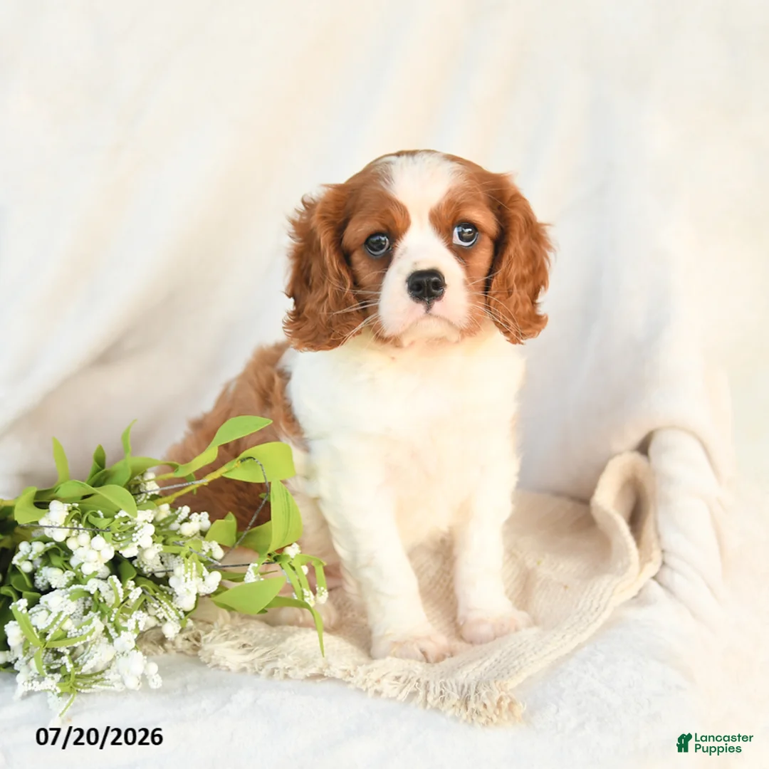 Cavalier King Charles Spaniel dogs for sale: Jack  - Ad 1