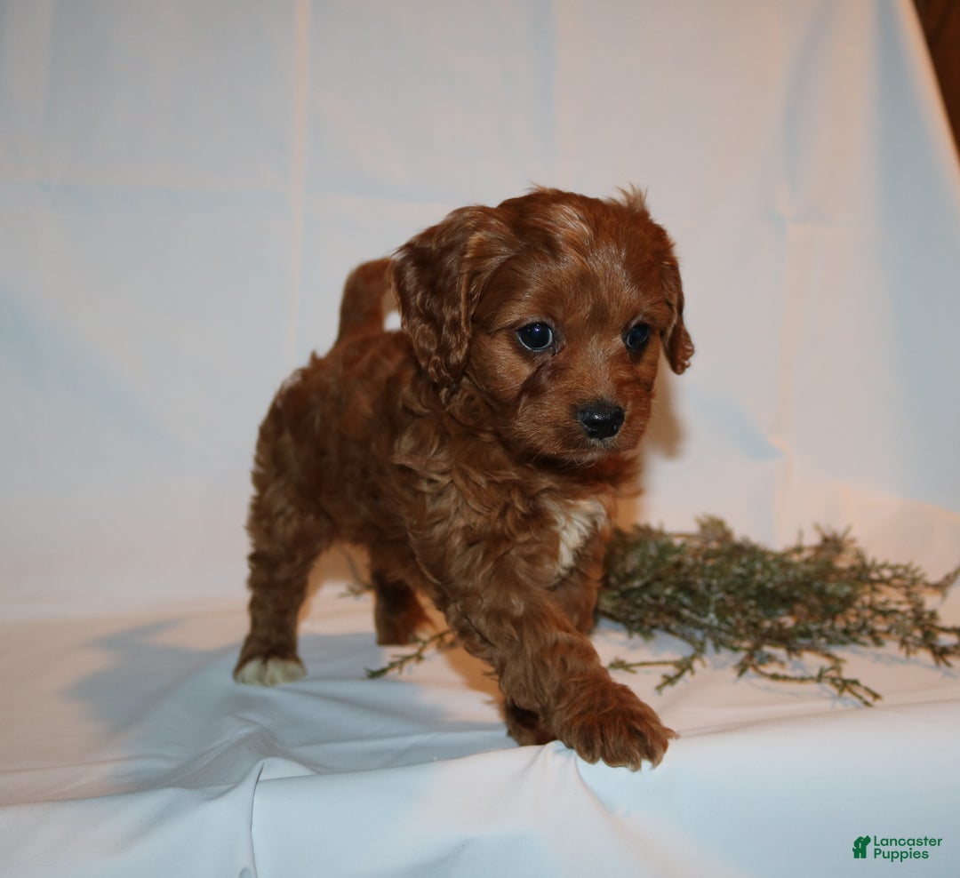 Cavapoo dogs for sale: Sally - Ad 7