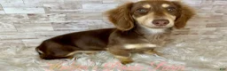 Miniature Dachshund dogs for sale: Haven - Ad 10
