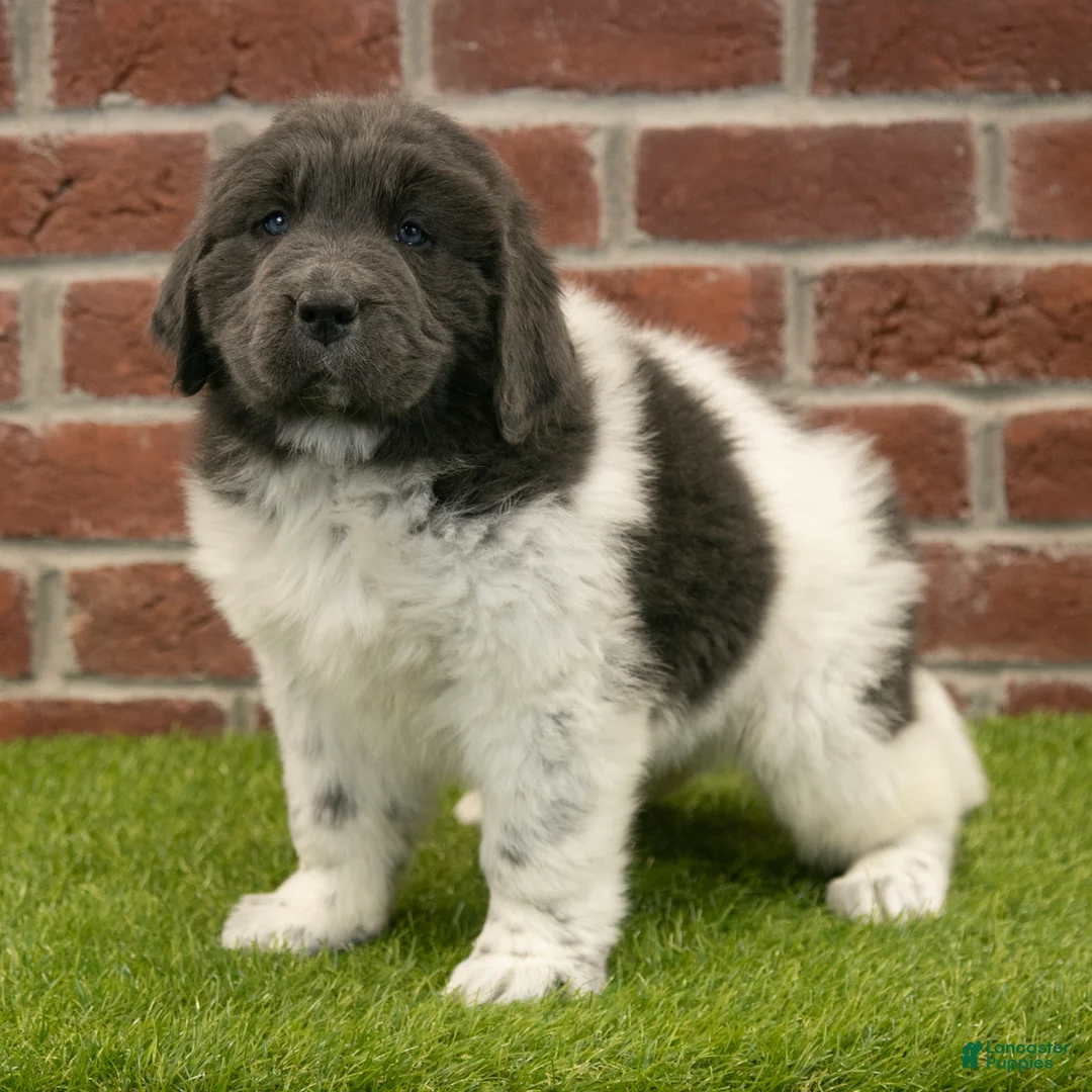 Newfoundland dogs for sale: Betty - Ad 2
