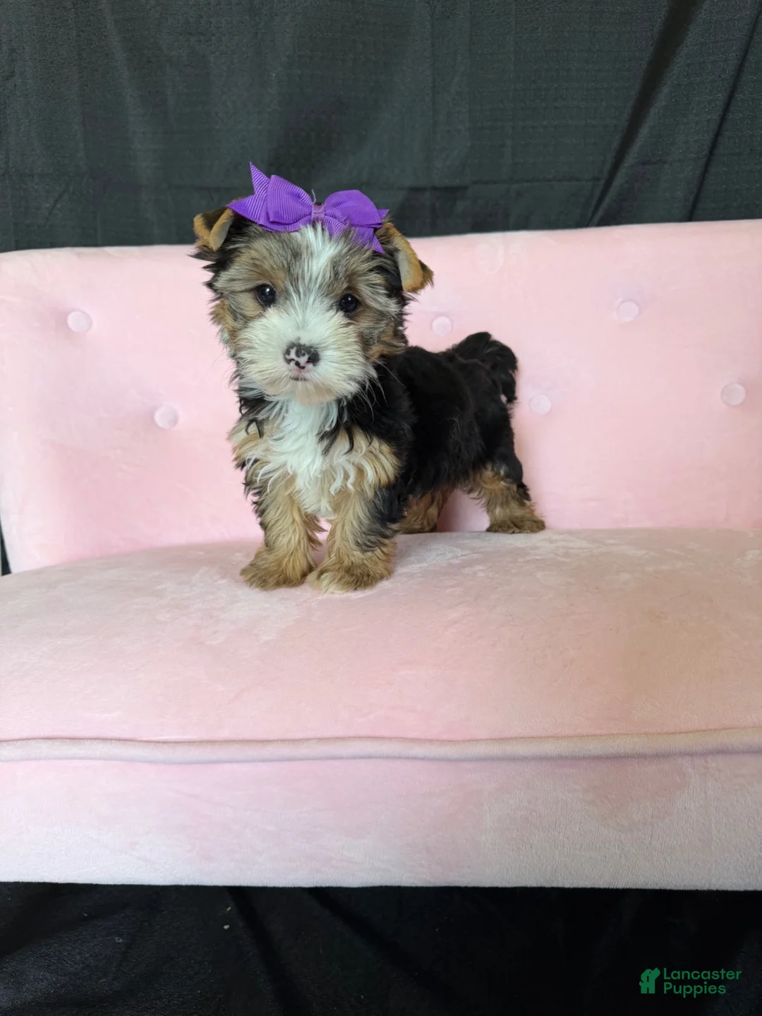 Yorkshire Terrier dogs for sale: Sweet Parti Girl Bambi - Ad 2
