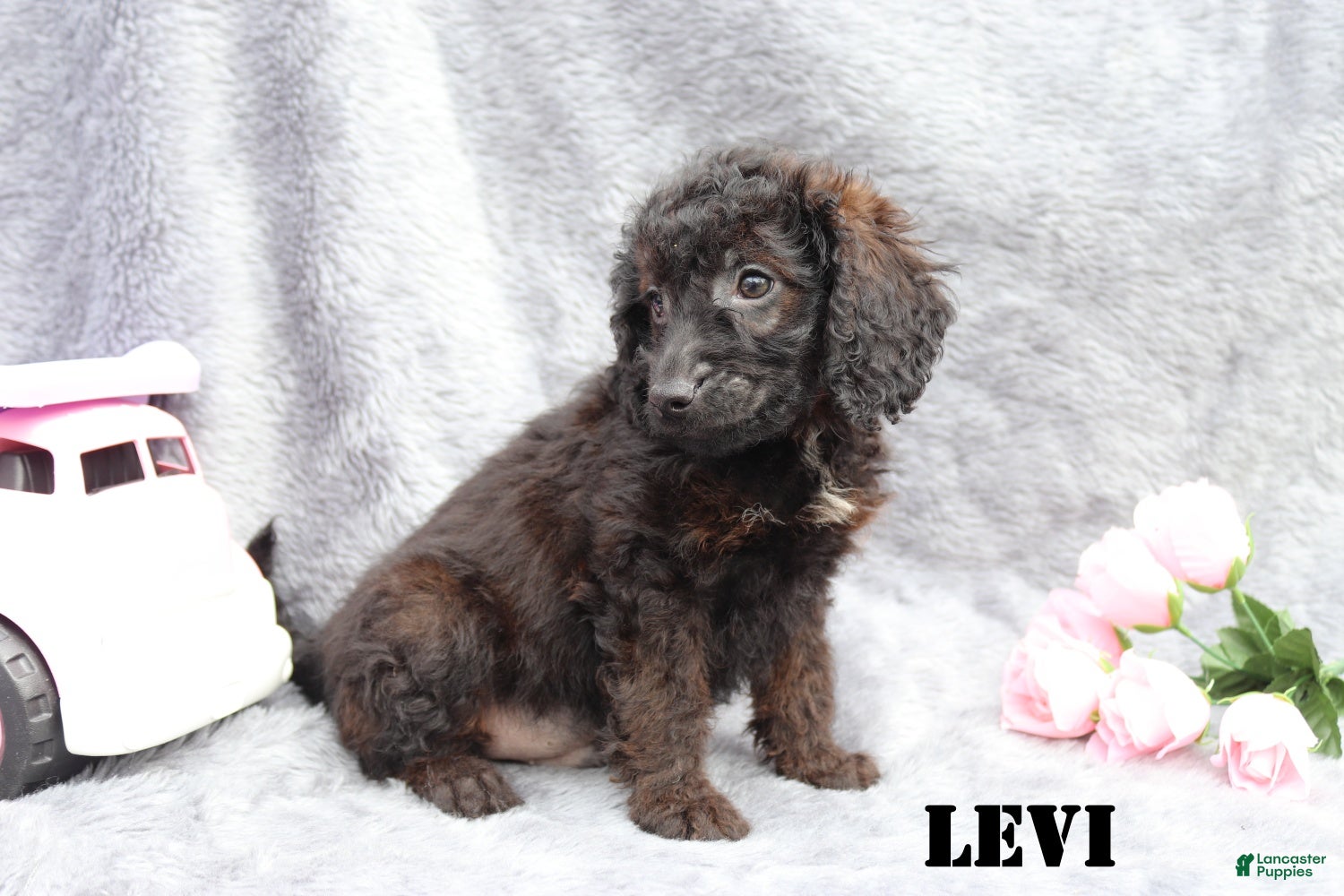 Mini Goldendoodle dogs for sale: Levi - Ad 5