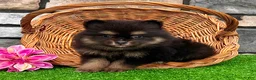 Pomeranian dogs for sale: Minnie - Ad 4