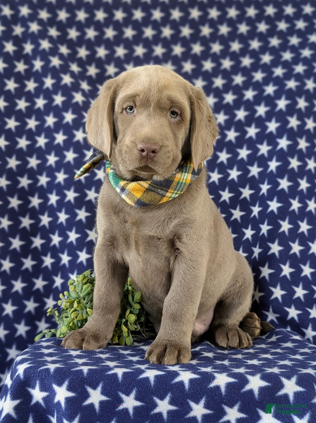 Labrador Retriever dogs for sale: Colson AKC Silver Lab - Ad 2