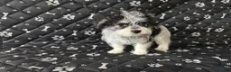 Mixed Breed dogs for sale: Mixed Breed Puppy 2 - Ad 2