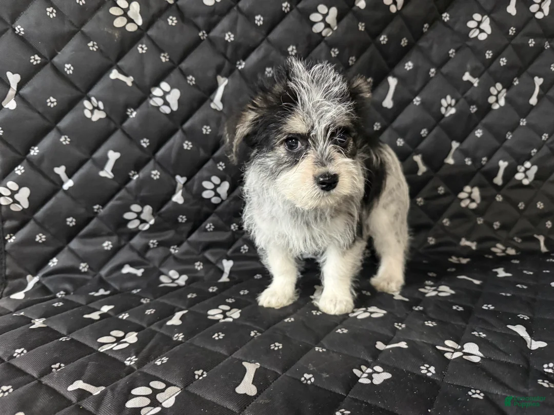 Mixed Breed dogs for sale: Mixed Breed Puppy 2 - Ad 2