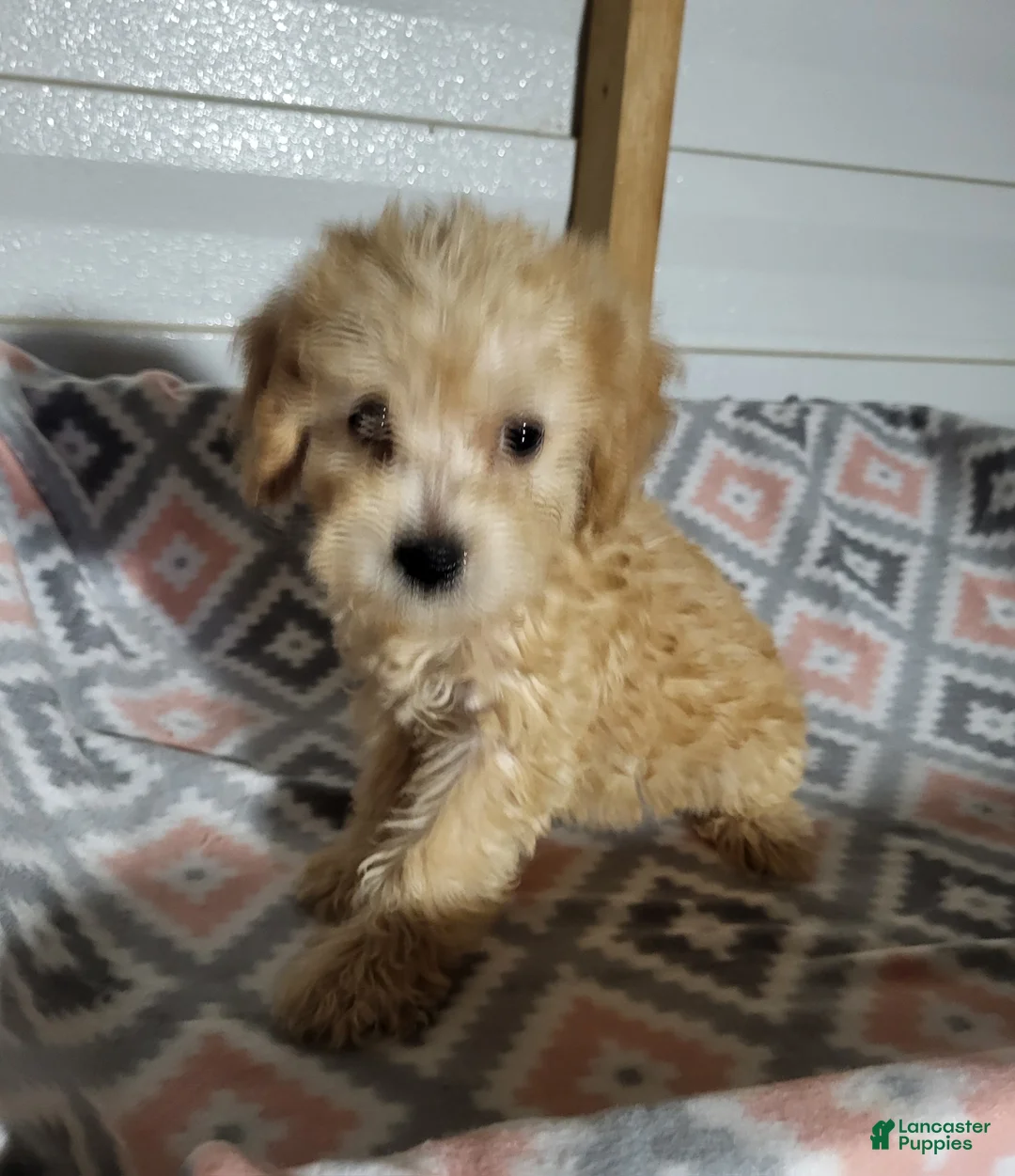 Toy Poodle dogs for sale: Toy Poodle 2 - Ad 2