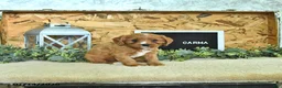 Cavapoo dogs for sale: Carma - Ad 3