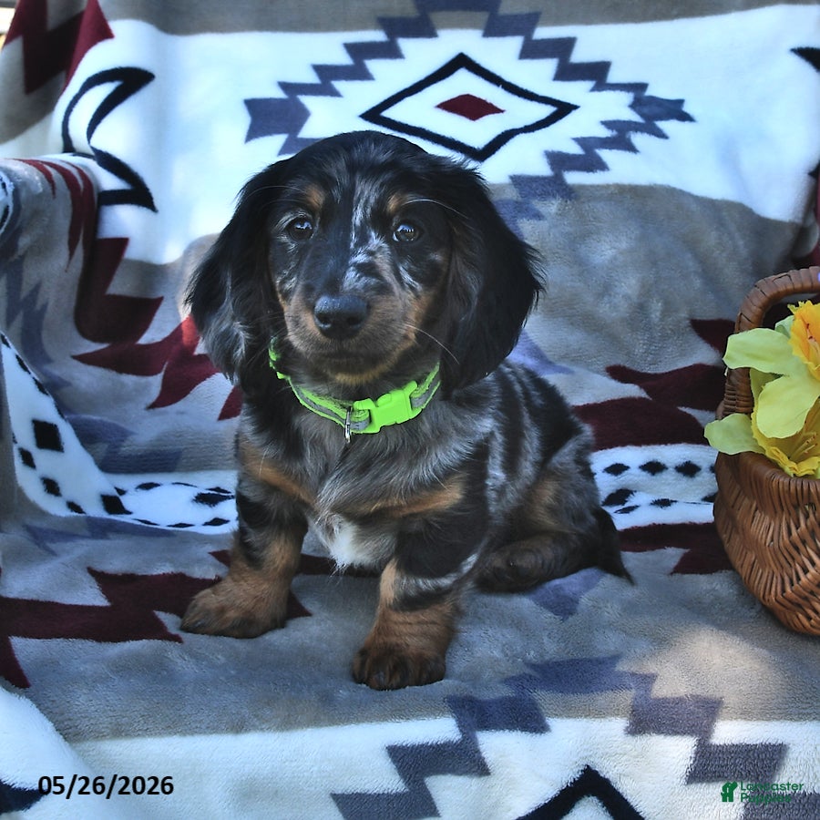 Miniature Dachshund dogs Kelsie - Ad 1