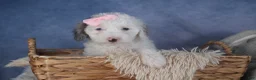 Miniature Poodle dogs for sale: Riley - Ad 1