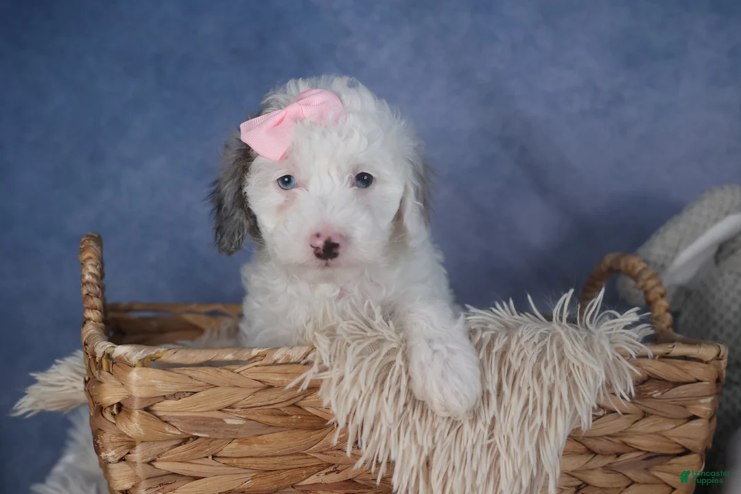 Miniature Poodle dogs for sale: Riley - Ad 1