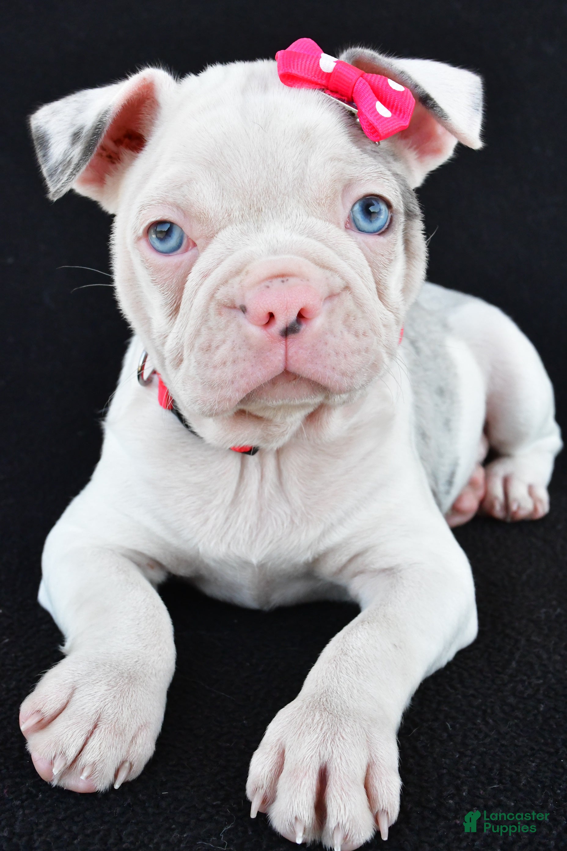 Frenchton dogs Donna - Ad 1