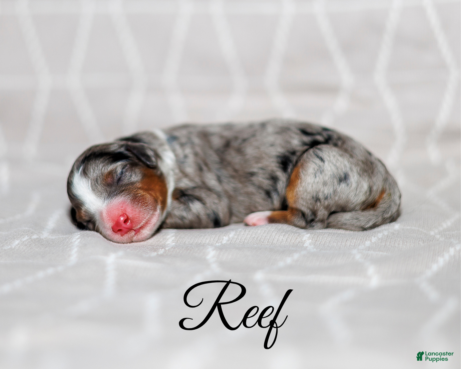Mini Bernedoodle dogs Reef - Ad 4