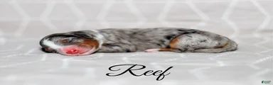 Reef