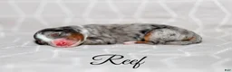Mini Bernedoodle dogs for sale: Reef - Ad 1