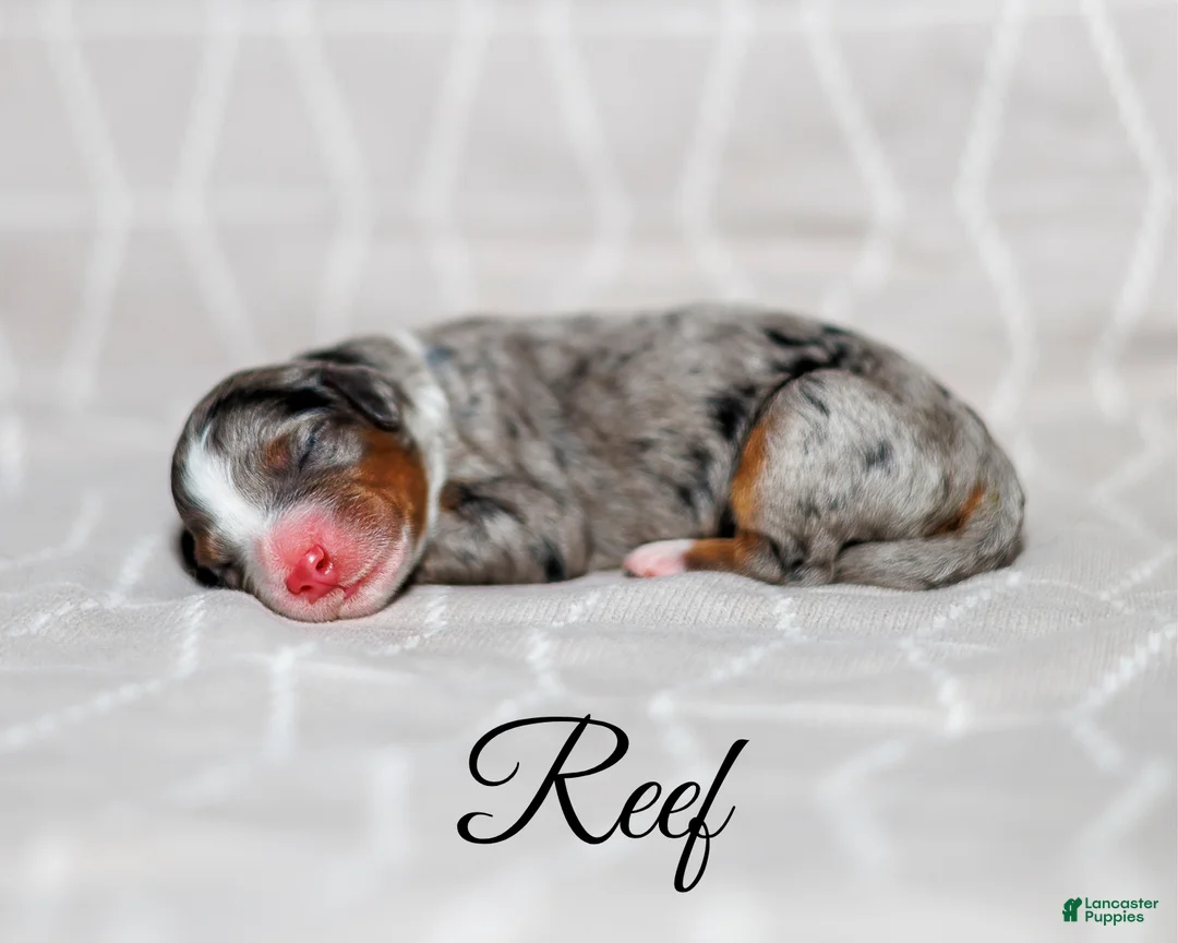 Mini Bernedoodle dogs for sale: Reef - Ad 1