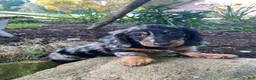 Miniature Dachshund dogs for sale: Princess - Ad 4