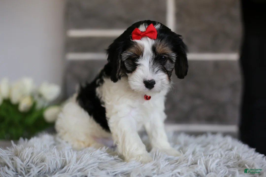 Cavapoo dogs for sale: Maggie - Ad 1