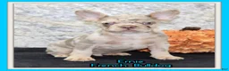 French Bulldog dogs for sale: Ernie Male AKC French Bulldog - Ad 1