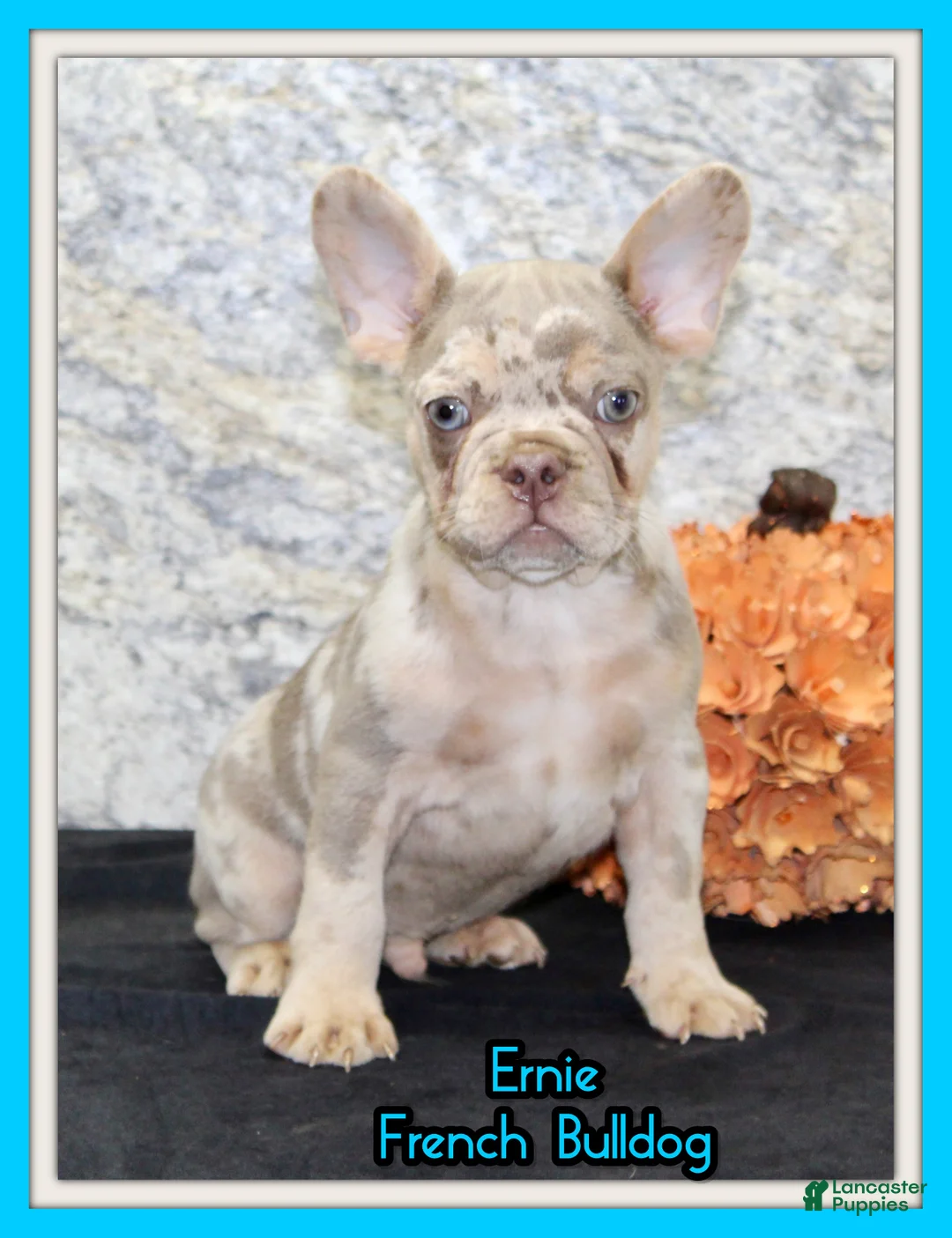 French Bulldog dogs for sale: Ernie Male AKC French Bulldog - Ad 1