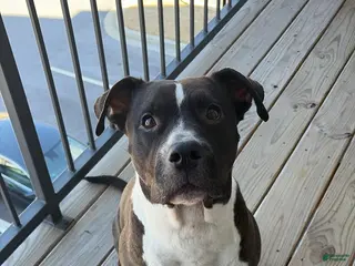 American Pit Bull Terrier dogs American Pit Bull Terrier Puppy 1 - Ad 15