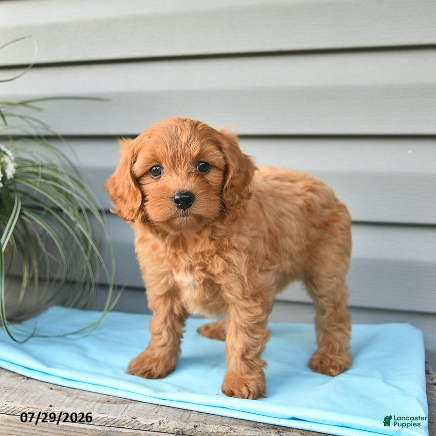 Cavapoo dogs Angel - Ad 2