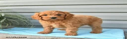Cavapoo dogs for sale: Angel - Ad 2