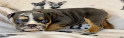 English Bulldog dogs for sale: Versace - Ad 49